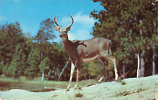 Grayling MI, Buck Deer with Antlers Standing Alert Near a Lake, Vintage Postcard picture
