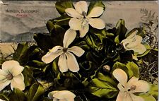 Post Card Magnolia Blossoms Florida c:1901-1917 picture