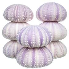 Sea Urchin Purple Sea Urchin Shell 8 Purple Sea Urchin Shells for Craft & Decor picture