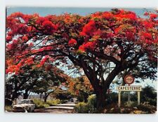 Postcard Flame trees, Guadeloupe, France picture