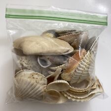 Sea Shell Lot Approximately 60 Shells￼ 6 D zz picture