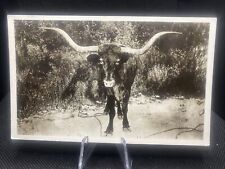 POSTCARD: ￼ Texas Longhorn Steer J10￼ picture