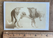 Rare CDV Taxidermy Hero Dog / Saint Bernard / Mastiff 1800s Photo picture