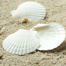25PCS Sea Shells for Crafts Decoration Crafting 2''-3'' White Scallop Shells NEW picture