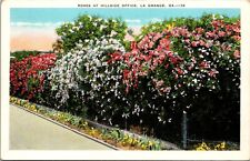 Lagrange Rose's at Hillside Office Vintage Postcard Flowers Garden GA La Grange picture