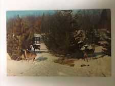 Deer Herd Vacationland Scene Vintage Postcard picture