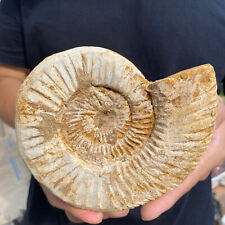 1.5lb Natural Raw Ammonite Fossil Conch Quartz Crystal Rough Mineral Specimen picture