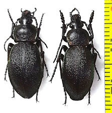 Carabidae, Carabus (Morphocarabus) henningi sahlbergi pair A1/A1-,  S. Siberia picture