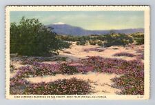 Palm Springs CA-California, Sand Verbenas Blooming on Desert, Vintage Postcard picture