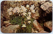 Postcard - Mountain Columbines, Rocky Mountains picture