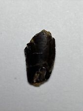Theropod Raptor Tooth picture