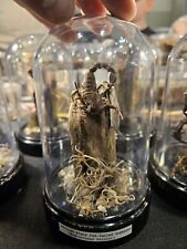 African Fat Tail Scorpion Dry Specimen  picture