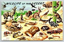 Wild Life in Southwestern Desert, Scorpion, Coral Snake, Badger Postcard S4397 picture