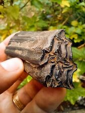 Extra large Horse Tooth Florida Fossil Mammal Teeth / Intact Fossil /T253 picture