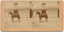 SAN FRANCISCO SV - Palo Alto Horse - BW Kilburn c1905 picture