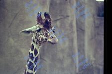 1975 35mm slides 16X Milwaukee Zoo Animals Giraffe Zebra Bears and more #1987 picture