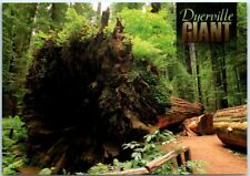 Postcard - Dyerville Giant - Humboldt Redwoods State Park, California picture