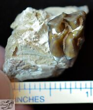 Mesohippus Upper Tooth, Three Toed Horse Fossil, Oligocene, South Dakota, H777 picture