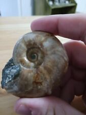 Awesome and Unique Ammonite  lot with Exquisite detail, One of a Kind beauty picture