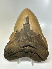Megalodon Shark Tooth 5.44” Amazing - Colorful Fossil - Natural 15827 picture