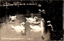 RPPC Swans in Lithia Park, Ashland OR Vintage Postcard O35 picture