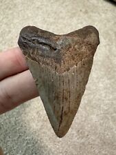 Nice Unique MEGALODON Fossil Shark Tooth Not Mako Great White picture