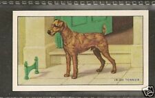 Rare 1936 UK Dog Art Full Body Gallaher Series A Cigarette Card IRISH TERRIER picture