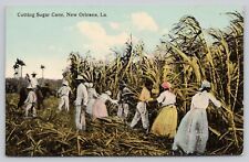 Postcard Cutting Sugar Cane New Orleans LA c1912 picture
