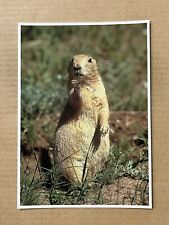 Postcard Devils Tower WY Wyoming Wildlife Prairie Dog Vintage Animal PC picture