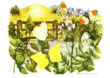  Brimstone & Orange Tip Butterflies, Art by Brian Hargreaves Postcard  picture