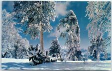 Postcard - Snow Trees Scenery picture