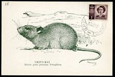 ANIMAL ART - AUSTRALIAN RODENTS - from Melbourne Victoria Museum, 1940s vintage. picture