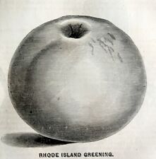 Rhode Island Greening Apple 1863 Victorian Agriculture Steel Plate Art DWZ4A picture