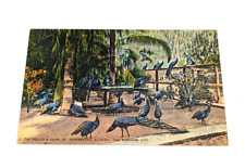 Vintage The Peacock Farm St Petersburg Florida FL The Sunshine City Postcard #1B picture
