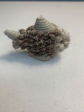 Seashell Fish 3” Whimsical Shell Art Decoration Figurine picture