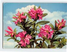 Postcard Rhododendron picture