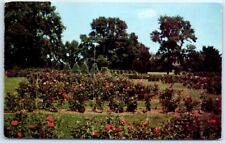 Postcard - Magnificent Rose Gardens, Minneapolis, Minnesota picture