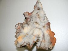 Amazing Petrified Wood from Texas about 7 pounds 8x5x6 inches picture