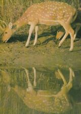 Postcard Chital Deer, Royal Chitwan National Park,  Nepal, 4x 6 picture