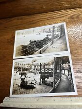 Early Vintage Photograph Gay's Lion Farm Circa 1930s P1 picture