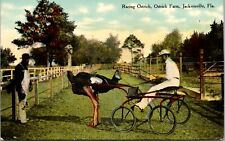PC Cart Pulling Racing Ostrich at the Ostrich Farm in Jacksonville, Florida picture