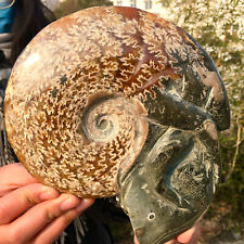 2.8LB Rare Natural Tentacle Ammonite FossilSpecimen Shell Healing Madagas picture