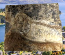 Vintage Sea Creature Fossil. 3 x 3