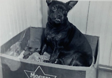 Smiling Black Dog Sitting In Box With Toys In Bed B&W Photograph 2.75 x 3.75 picture