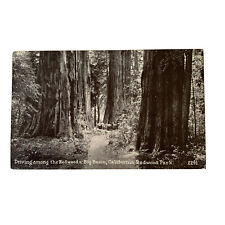 Postcard Driving Among The Redwoods Redwood Park Big Basin, CA Horse & carriage picture