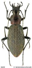Coleoptera Carabidae Carabus (Ainocarabus) avinovi Russia Kunashir isl. 23mm picture