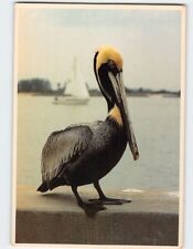 Postcard Pelican Gulf Coast of Florida USA picture