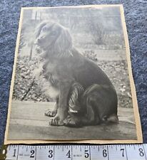 Vintage Spaniel BW Photo Pasted On Card  picture