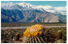 Giant Barrel Cactus Postcard picture