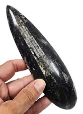 Orthoceras Polished Fossil 138.2 grams picture